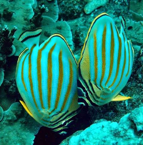 Photo: Devocean Dive